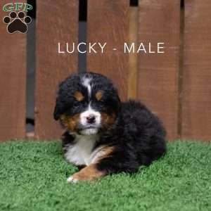 Lucky, Bernese Mountain Dog Puppy